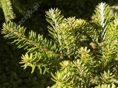 Abies koreana 'Aurea' 